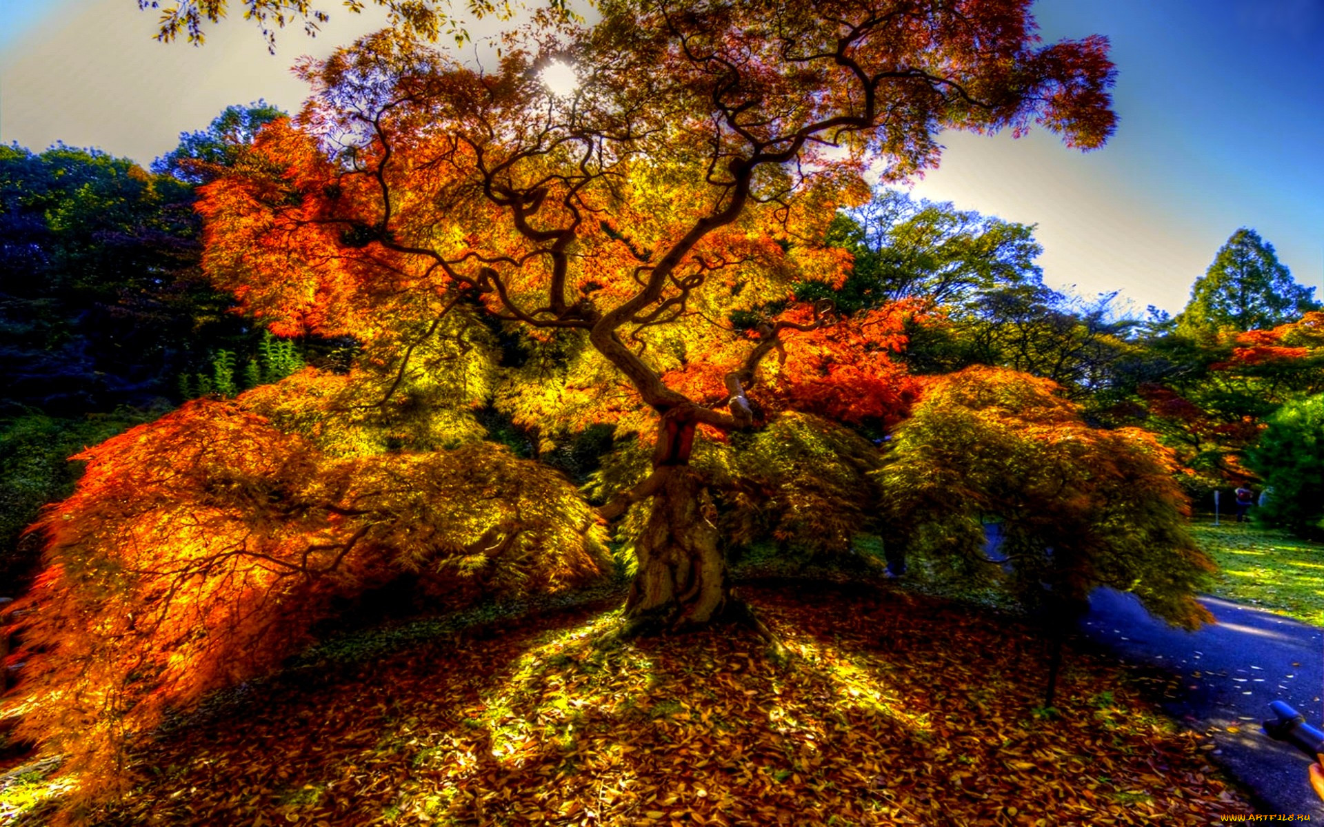 autumn, tree, , , , , , 